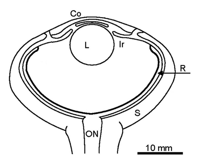 какое зрение у дельфинов. Смотреть фото какое зрение у дельфинов. Смотреть картинку какое зрение у дельфинов. Картинка про какое зрение у дельфинов. Фото какое зрение у дельфинов какое зрение у дельфинов. Смотреть фото какое зрение у дельфинов. Смотреть картинку какое зрение у дельфинов. Картинка про какое зрение у дельфинов. Фото какое зрение у дельфинов