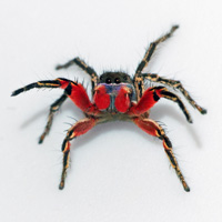 Самец паука-скакунчика Habronattus americanus
