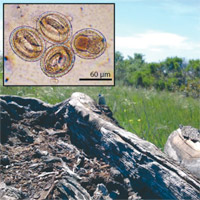 Экология страха (размышления у енотовой латрины)