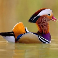 Зачем птицам яркие краски: от диеты до брачных игр