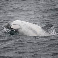 Косатка Фрости