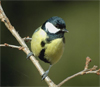 Большая синица (Parus major) в ответ на более раннее наступление весны раньше приступает к размножению. Фото с сайта www.hlasek.com