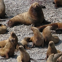 Лежбище сивучей