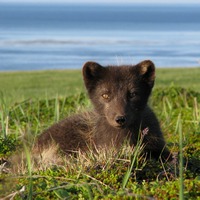 Беринговский песец