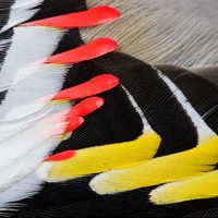 Восковые бляшки свиристеля