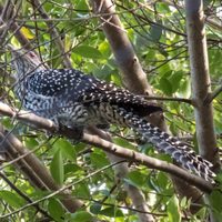 Eudynamys scolopaceus