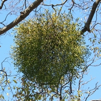 Омела белая