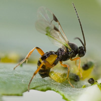 Оса-паразитоид (скорее всего, Cotesia glomerata) откладывает яйца