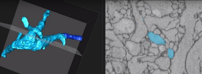 Скриншот Eyewire