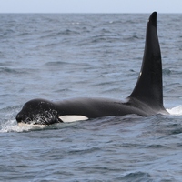 Самец косатки