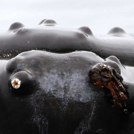 Волосы у горбатого кита