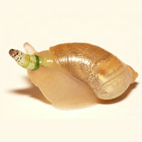 Как паразиты манипулируют своими хозяевами