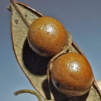 Растение-паразит на паразите растения