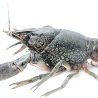 Мраморные раки — раковые клоны