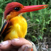 Рыжеспинный карликовый зимородок (Ceyx rufidorsa)