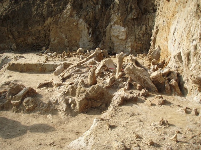 Кости слонов и носорогов на Синей Балке