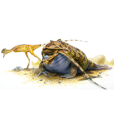 Амфибия <i>Beelzebufo ampinga</i>