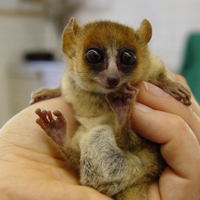 Этого представителя рода мышиных лемуров назвали Microcebus lehilahytsara (фото с сайта www.newscientist.com)