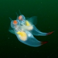 Спаривание морских ангелов