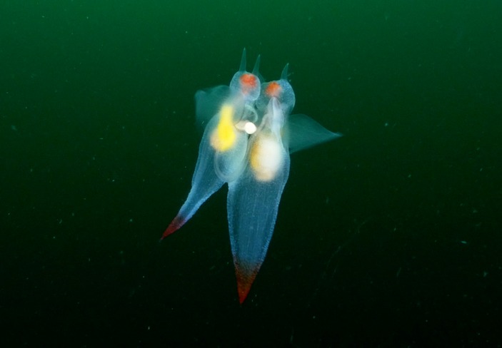 Спаривающиеся клионы