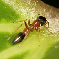 Это не муравей, а австралийский паук-скакун из рода Myrmarachne. Все пауки этого рода имитируют форму и окраску разных видов муравьев. Фото с сайта opencage.info