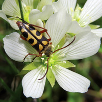 Сохранить опылителей