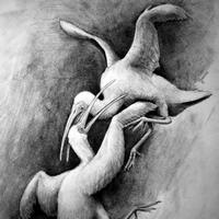 Воинственные ибисы Ямайки