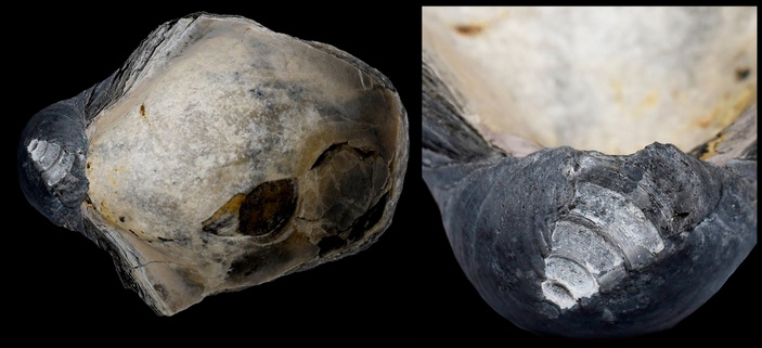 Левая створка грифеи