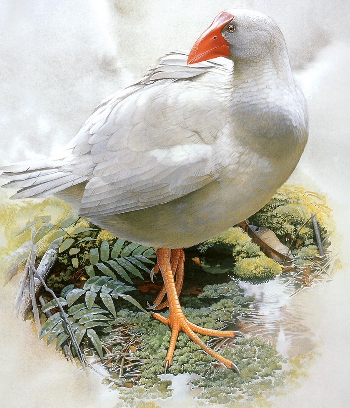 Белая султанка