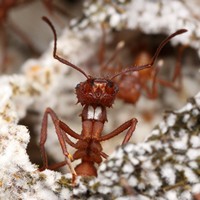 Муравьи Acromyrmex echinatior в своей грибнице