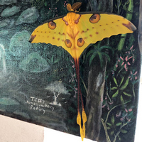 Самец кометы мадагаскарской