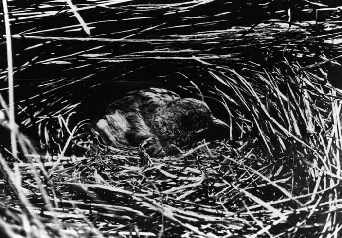 Лайсанский погоныш