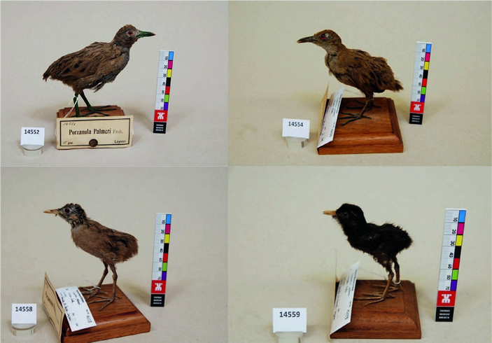 Чучела лайсанских погонышей