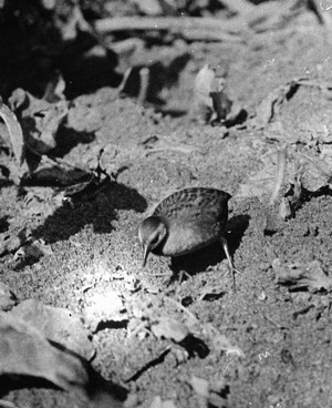 Лайсанский погоныш