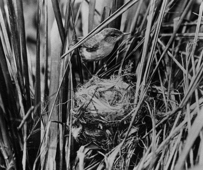 Гавайская камышовка