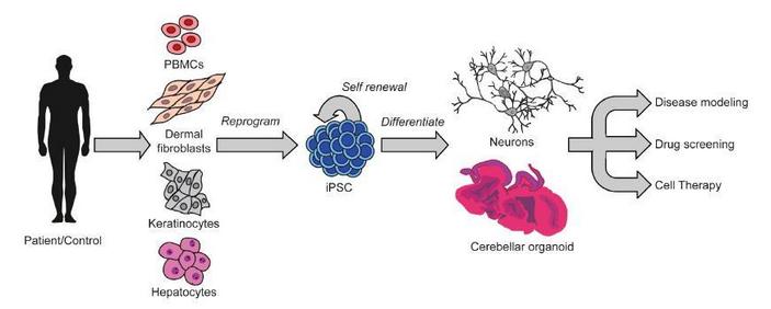 Применение стволовых клеток для исследований