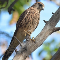 Мадейрская пустельга