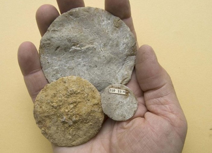 Nummulites millecaput