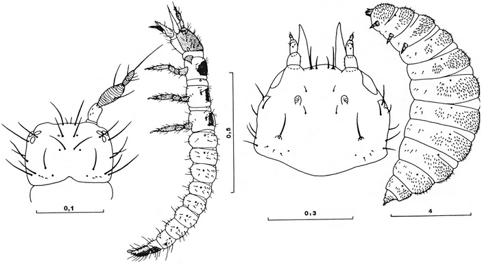 Личинки обыкновенной мантиспы