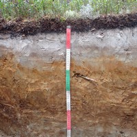 Профиль подзола