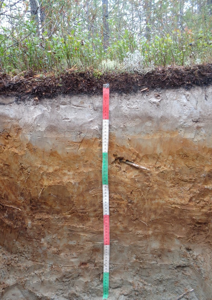 Профиль подзола