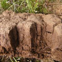 Столбики солонца