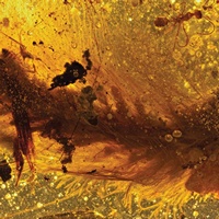 Оперенный хвост динозавра