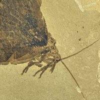 «Бабочки» мезозоя