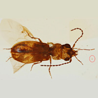 Рис. 1. Женское растение саговника поникающего (Cycas revoluta)