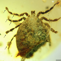 Рис. 1. Иксодовый клещ Cornupalpatum burmanicum