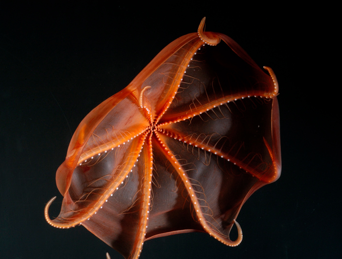 Светящиеся присоски Stauroteuthis syrtensis. Также видны усики-цирры, которым цирратные осьминоги обязаны своим названием