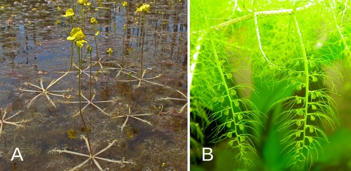 Растения пузырчатка как охотиться. Смотреть фото Растения пузырчатка как охотиться. Смотреть картинку Растения пузырчатка как охотиться. Картинка про Растения пузырчатка как охотиться. Фото Растения пузырчатка как охотиться Растения пузырчатка как охотиться. Смотреть фото Растения пузырчатка как охотиться. Смотреть картинку Растения пузырчатка как охотиться. Картинка про Растения пузырчатка как охотиться. Фото Растения пузырчатка как охотиться