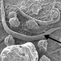 Внешний вид <i>Philcoxia minensis,</i> растения-эндемика горных субтропических саванн Бразилии.