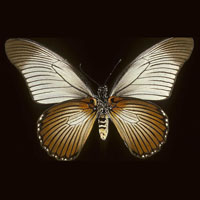 Электрохимия фотонных кристаллов